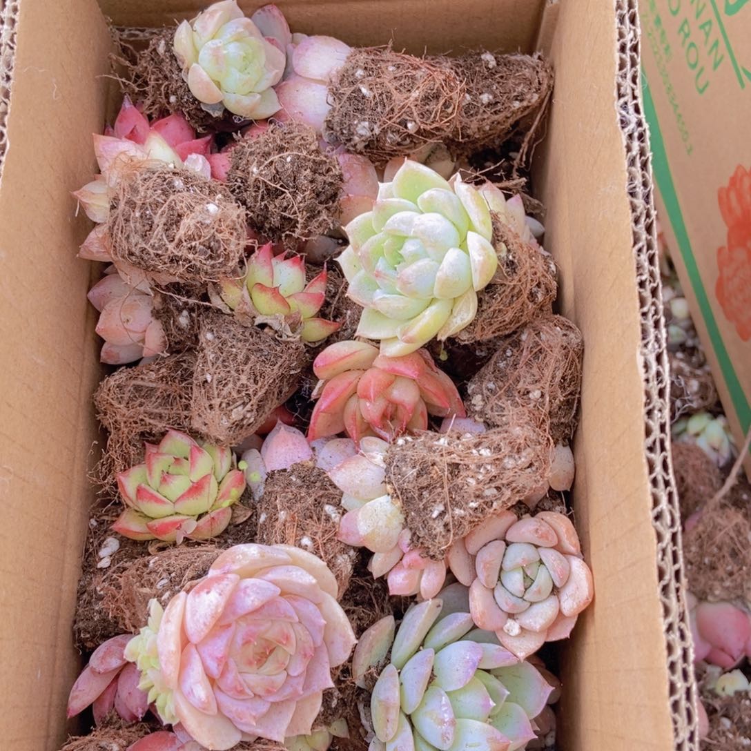 精品多肉植物保底60