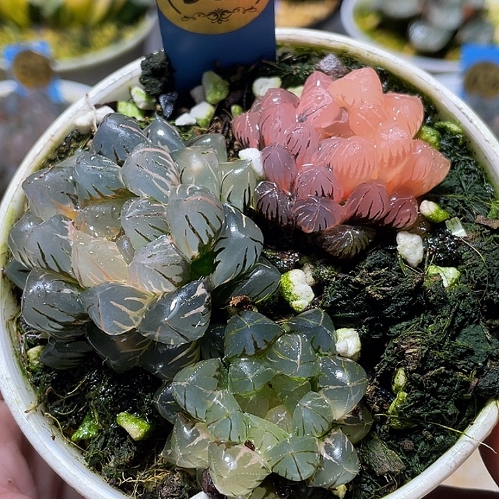 587拼盘一套特选福利