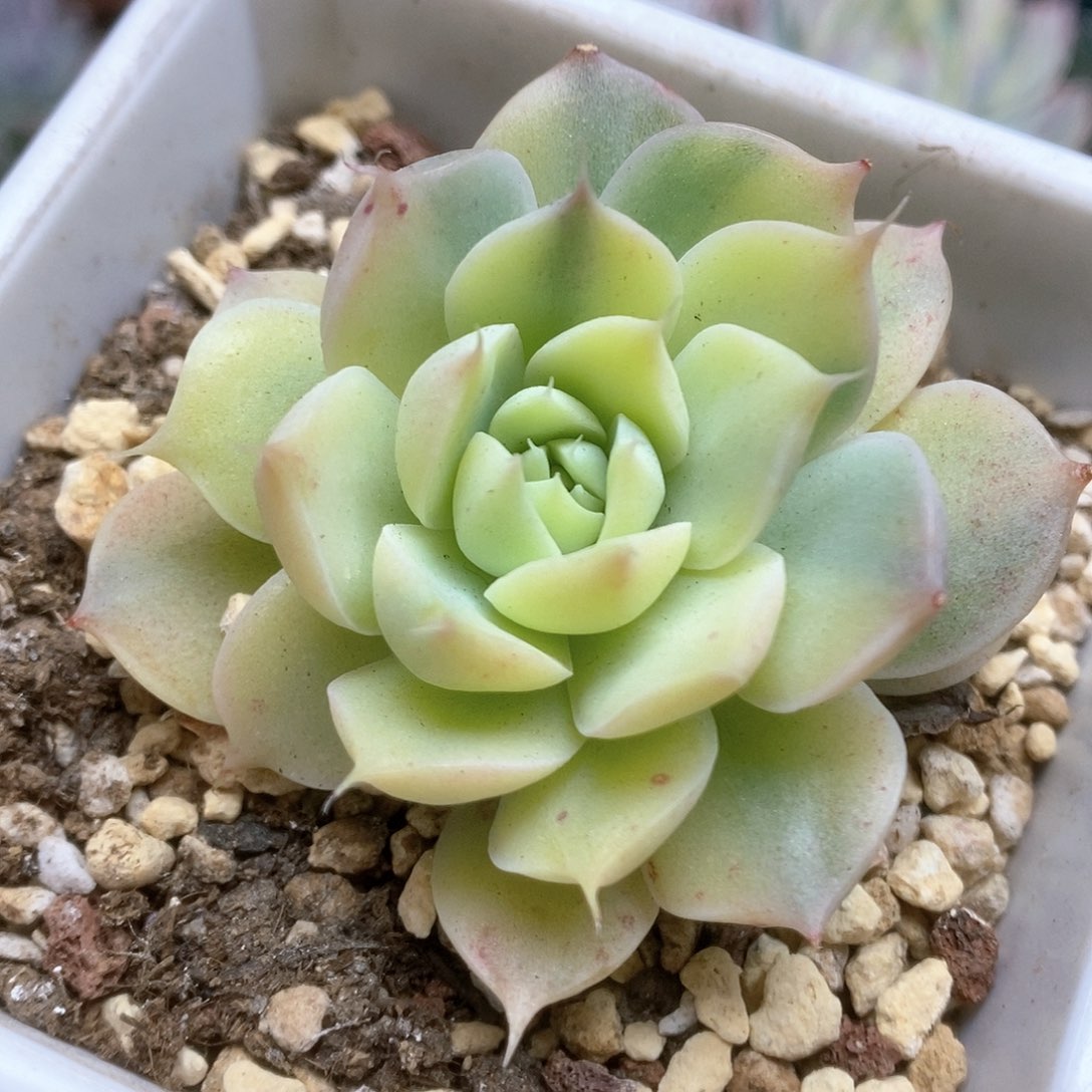 175冰晶玫瑰锦锦锦锦锦