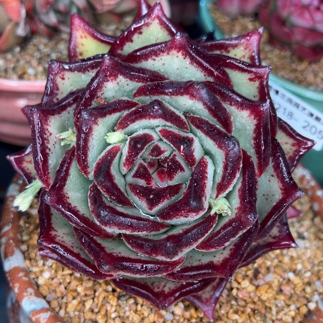 从前慢多肉精选编号0218.205