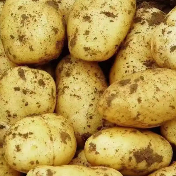 无品牌新土豆土豆同城配