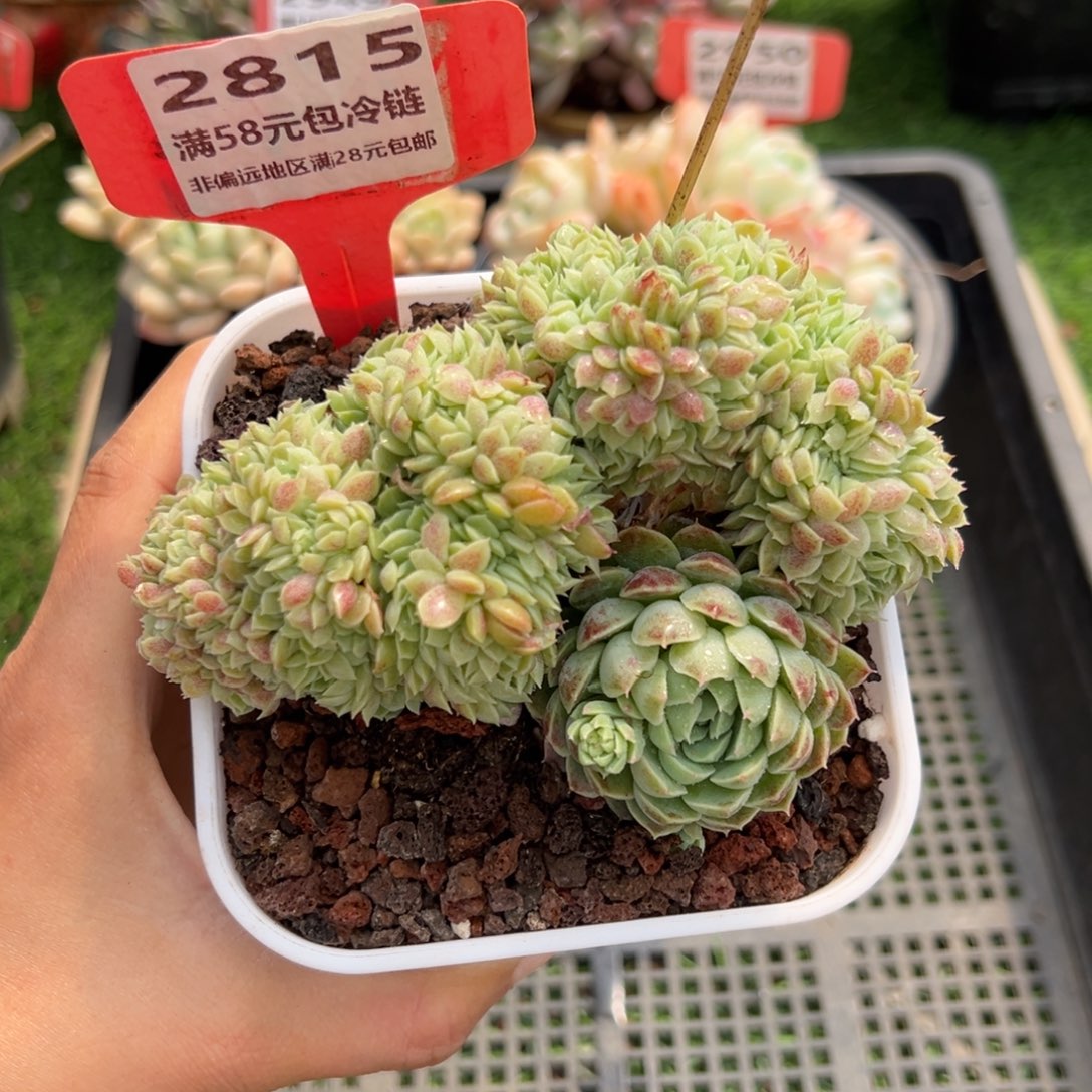 表妹精品精品多肉2815.