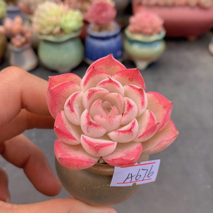 一物一拍满38包邮A676