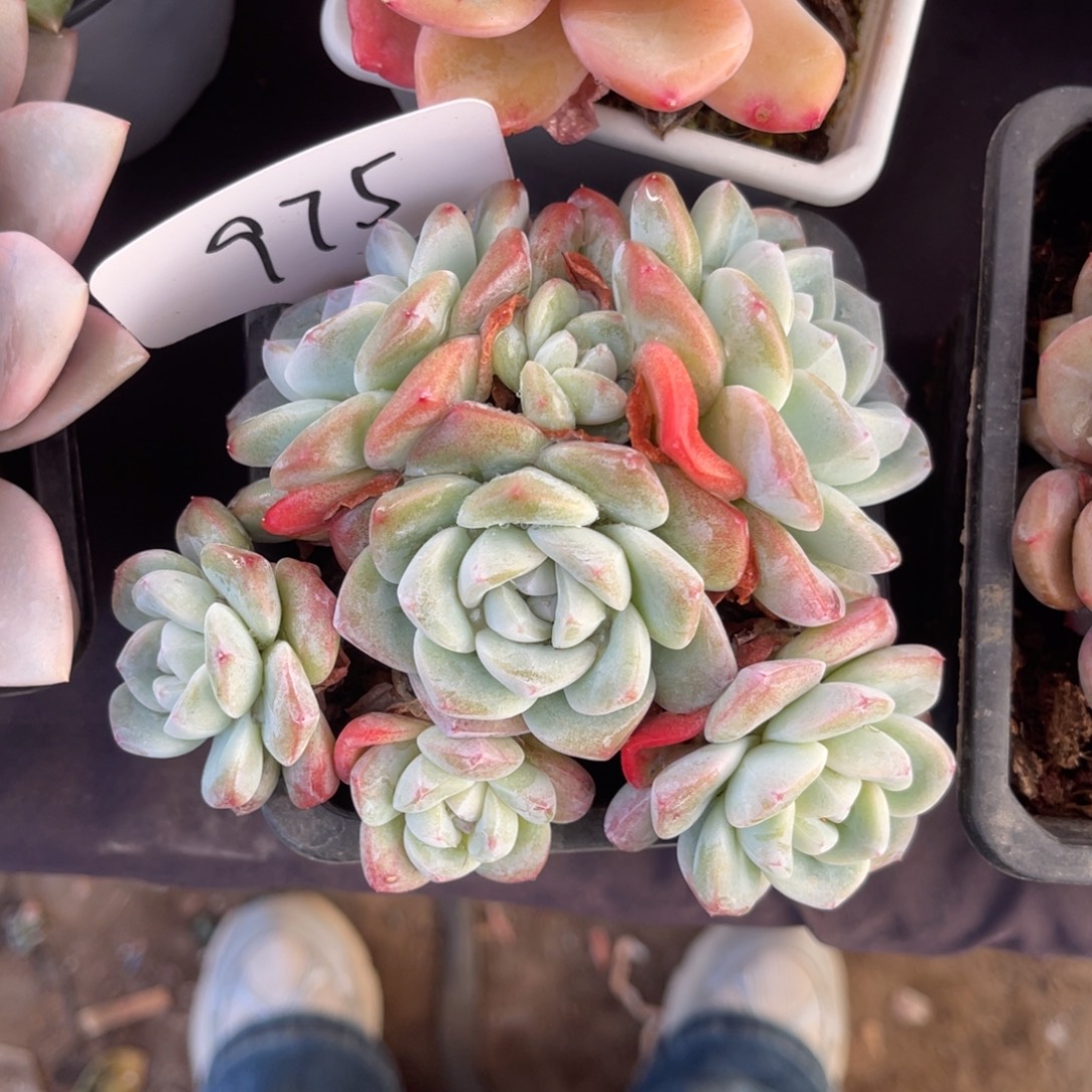 老阿姨花卉一物一拍975