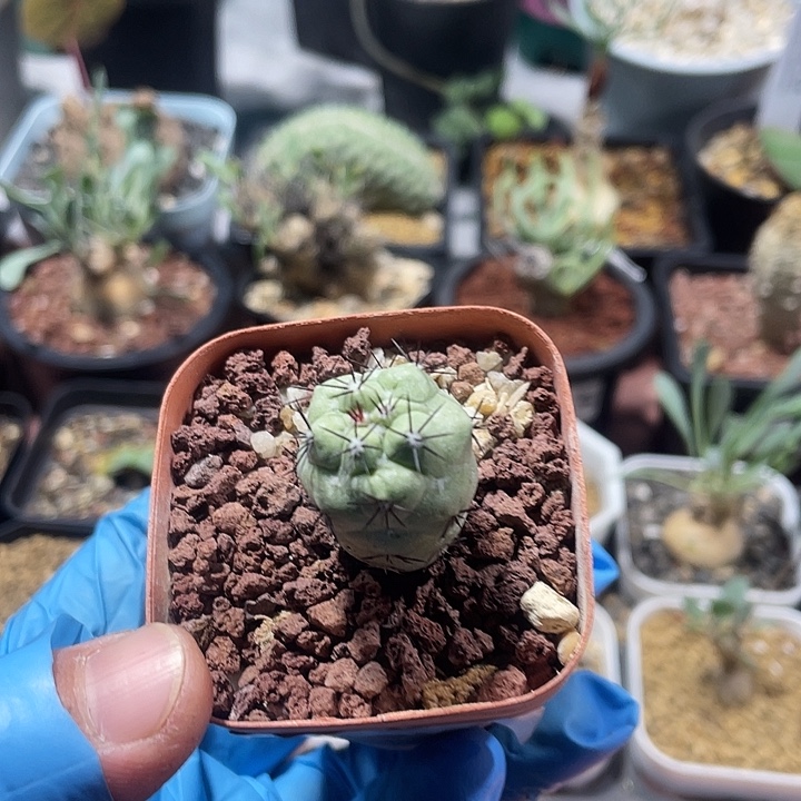 381帝王丸仙人球植物，