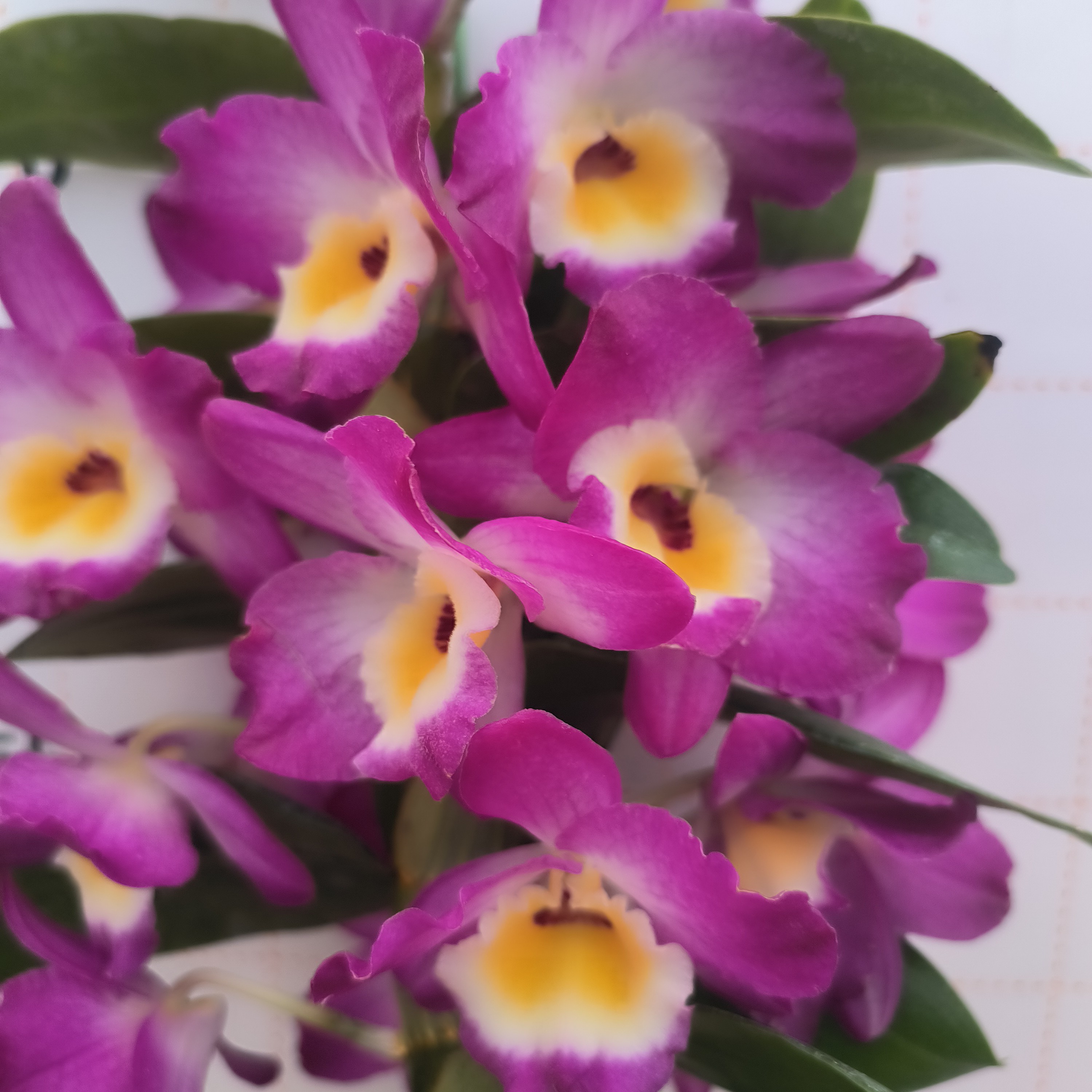 兰花 石斛兰 春石斛96017＃《红皇后》原盆原土发货