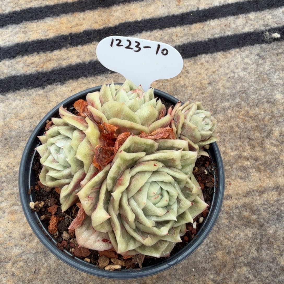 y***g1223-10雪鸟石化锦四头群一颗