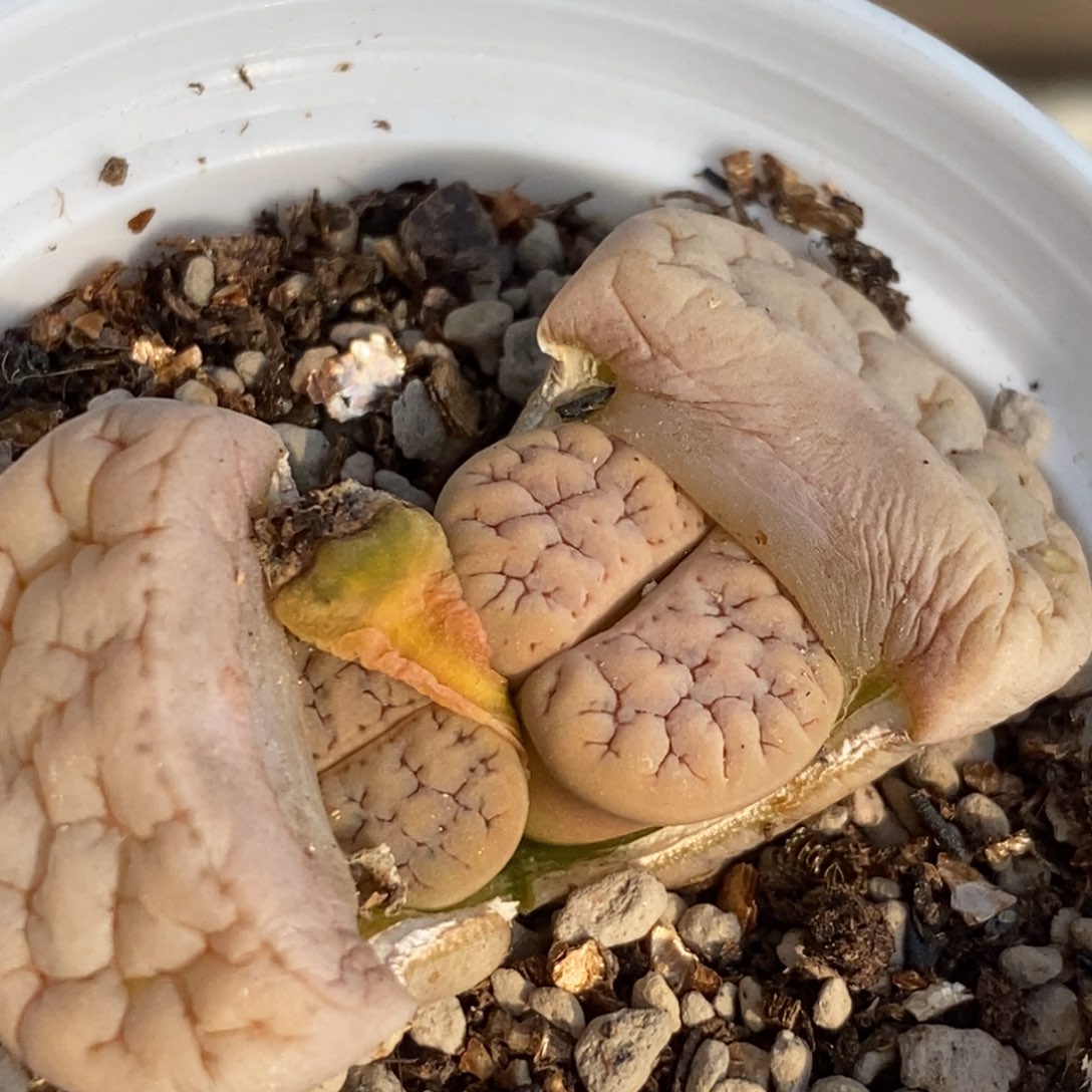 0042 双头189苇珑玉