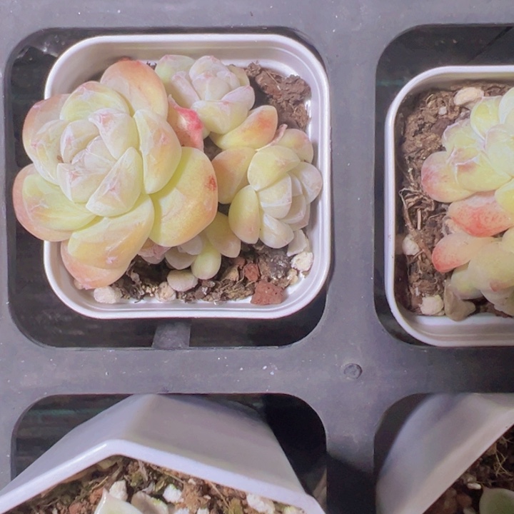 冰玉精品多肉植物大战