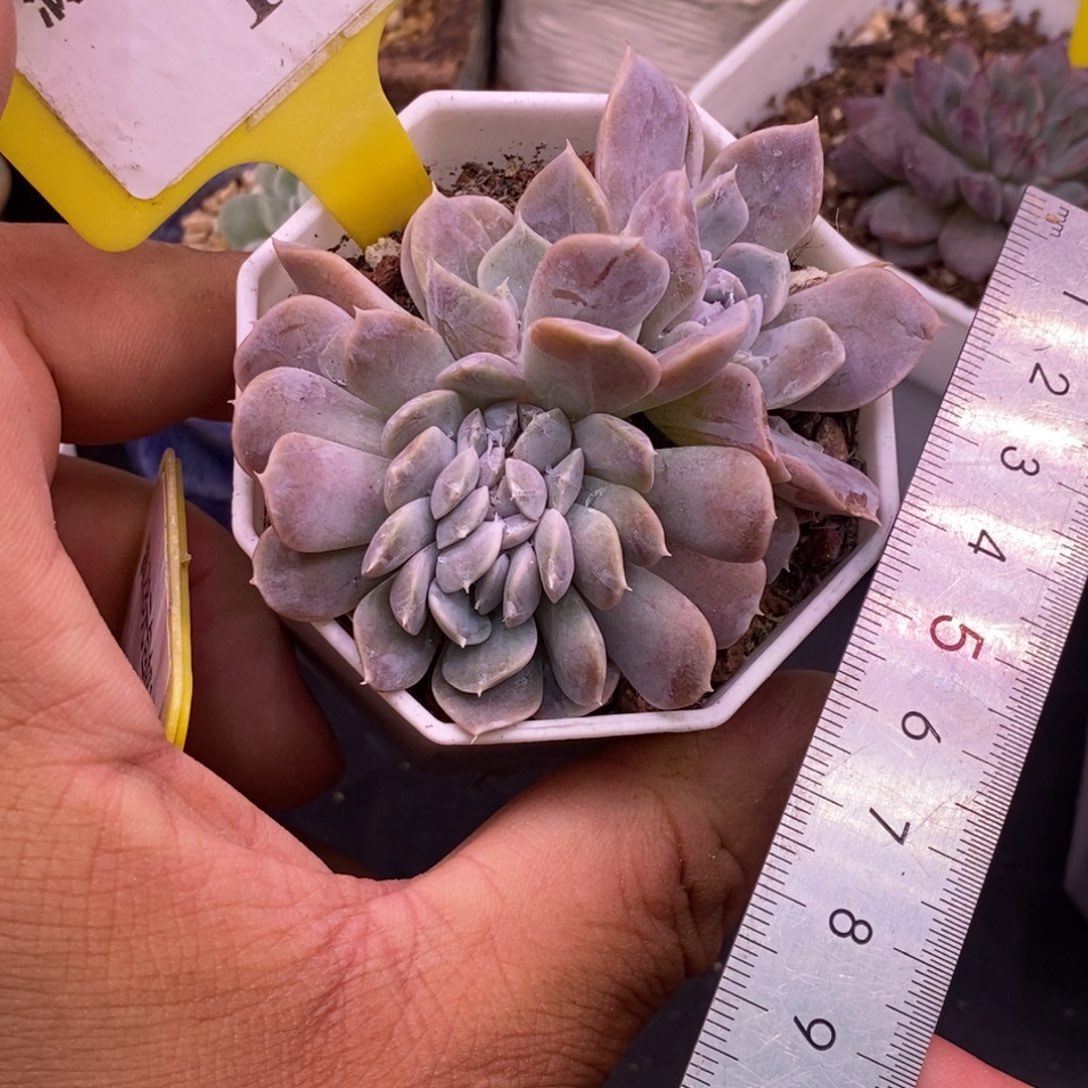 1102汉堡缀化多肉……