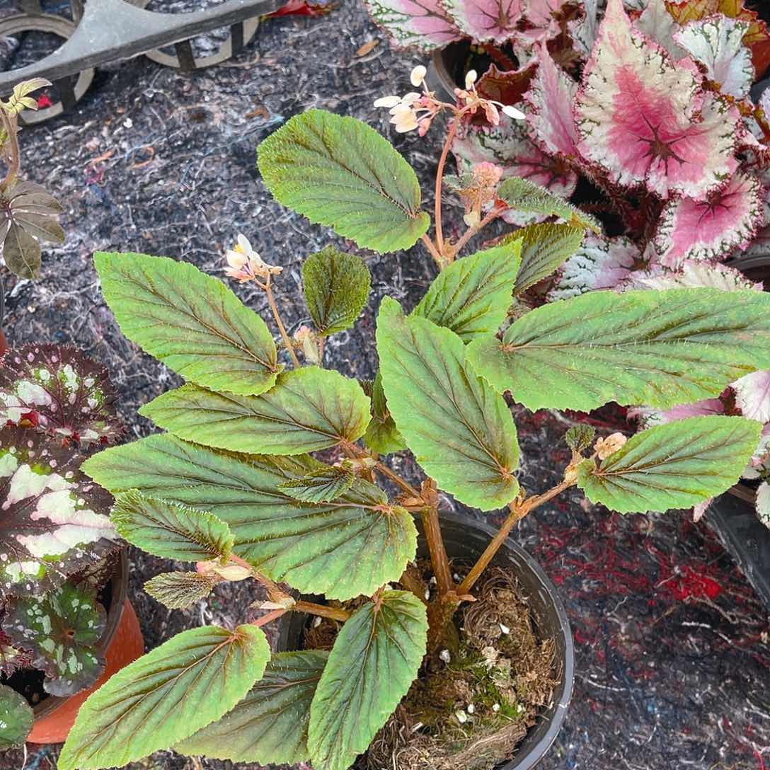 完全开放榆叶秋海棠