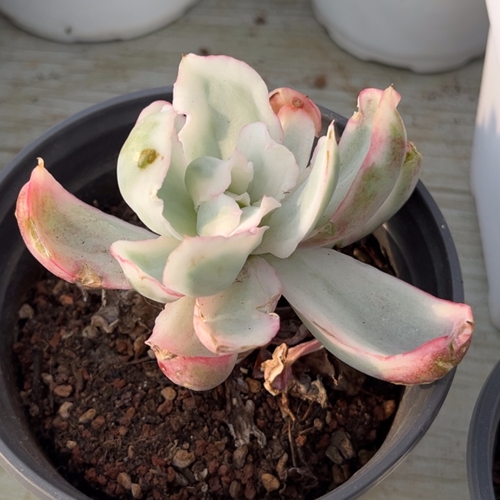 伯克利锦一颗价格发货