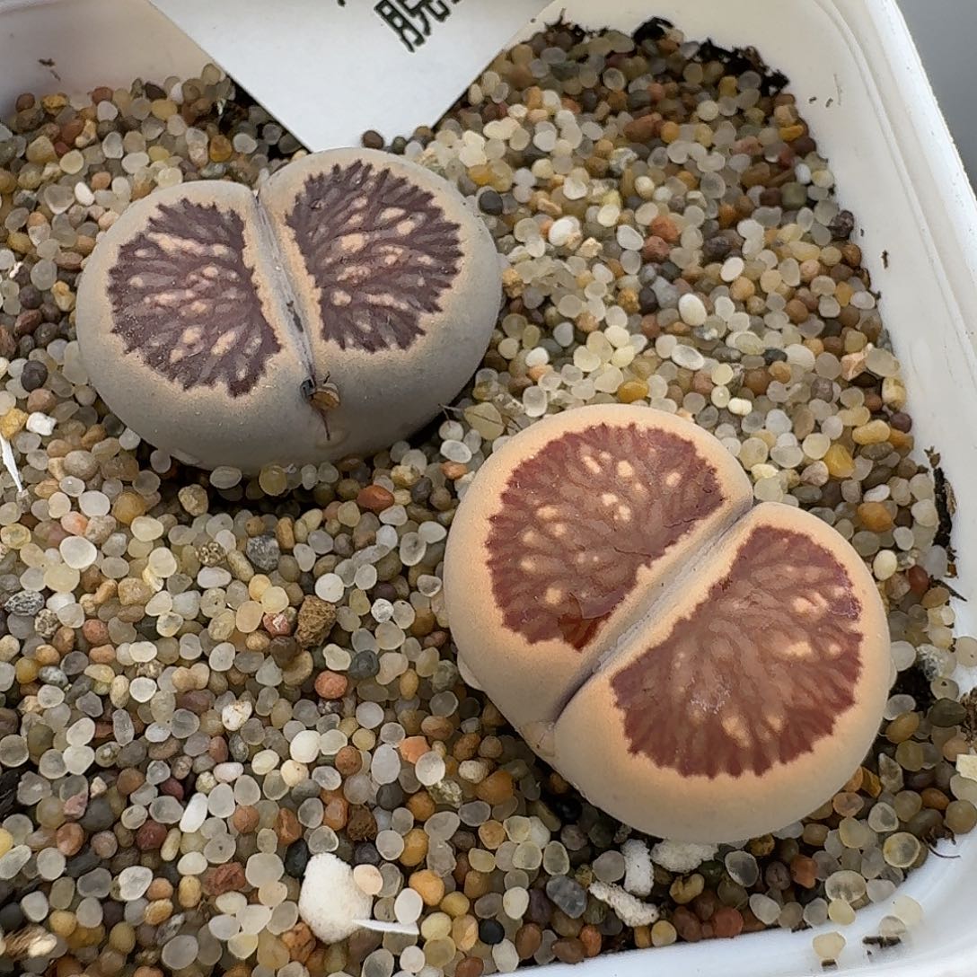 455多肉哈哈哈哈哈哈哈