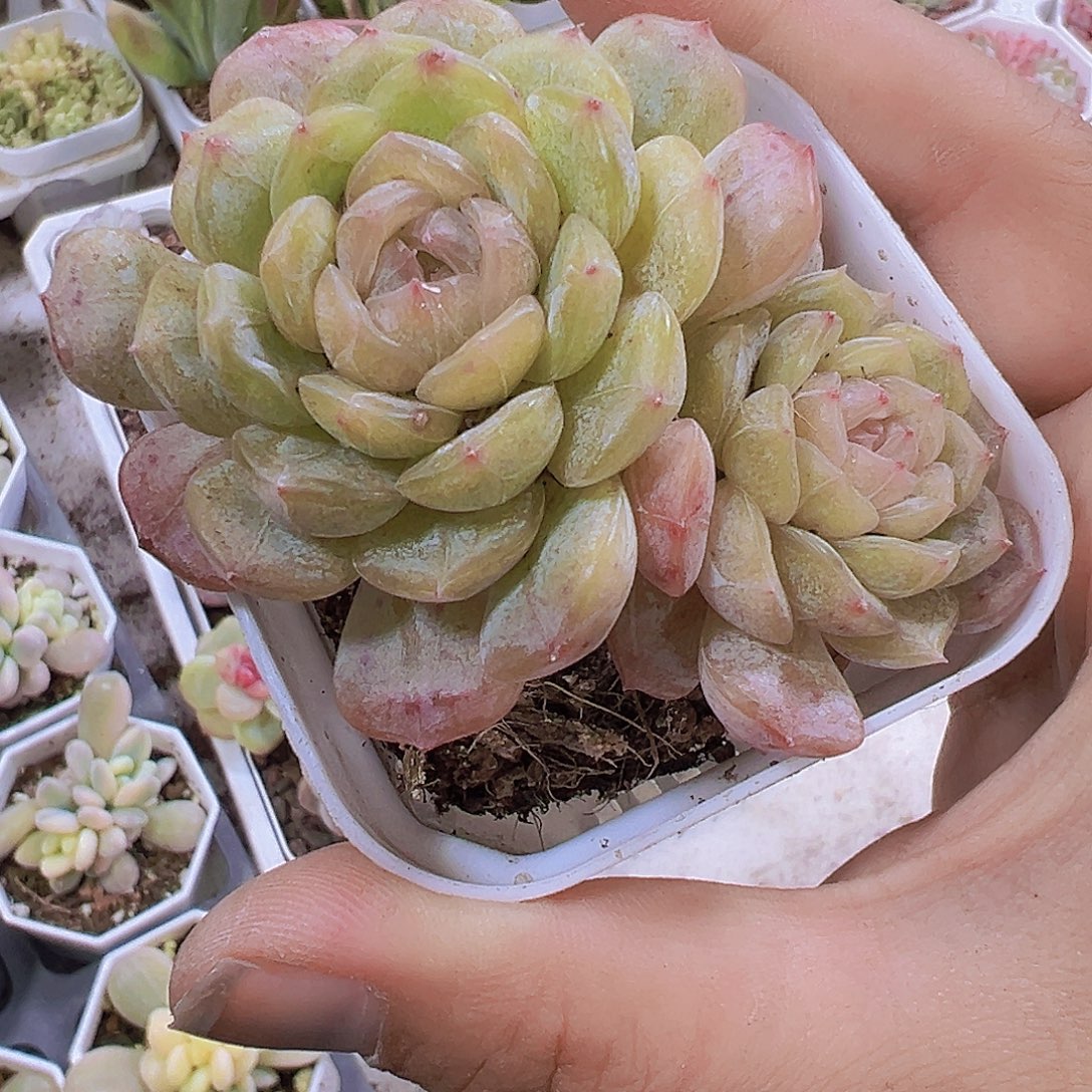 双头大精品白恋19包邮