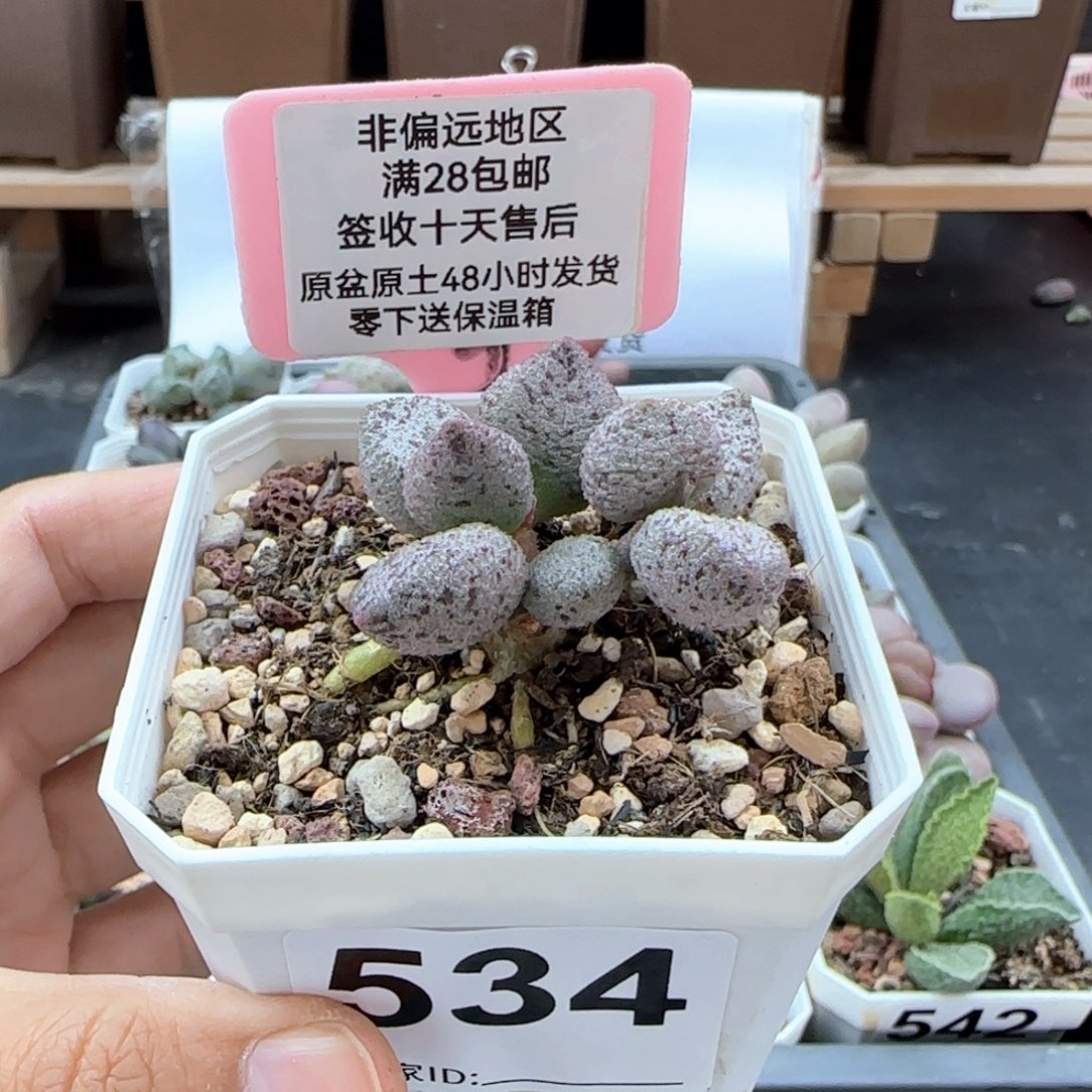 534冰晶蛇皮多肉