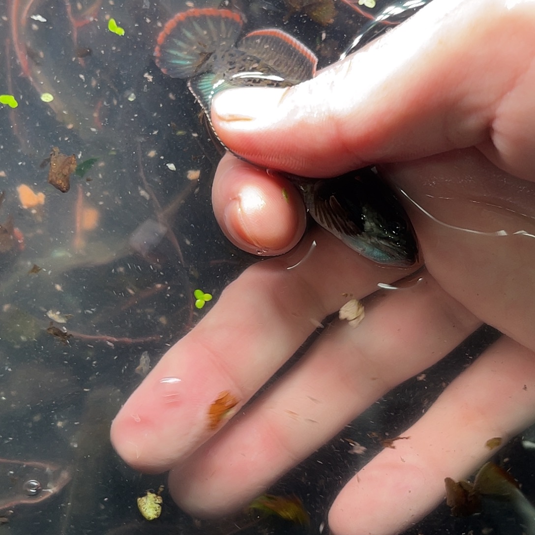 4***8雷龙鱼26号1111111111