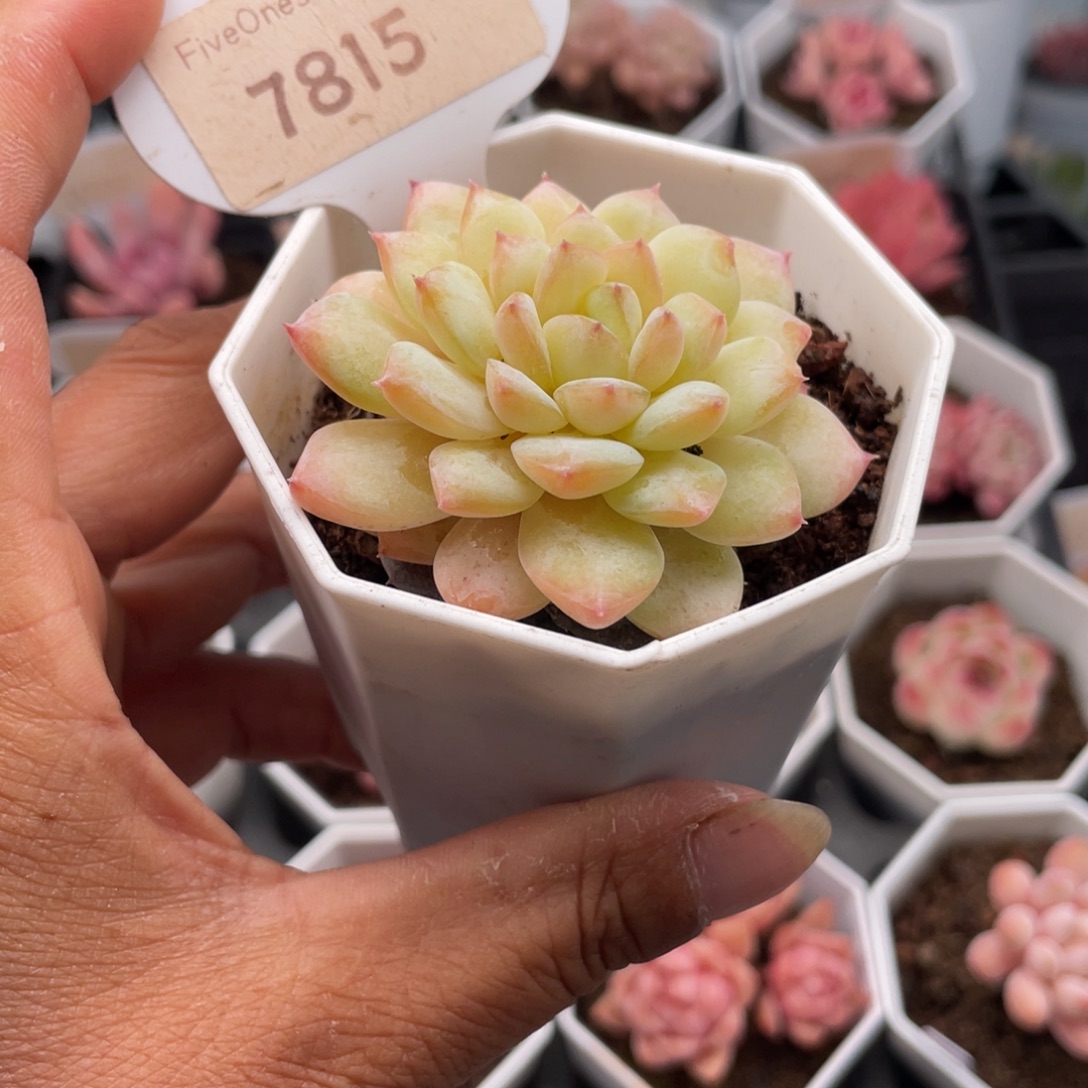 冰葡萄7815-5.0厘米