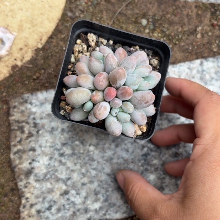 多肉植物仙子奶酪