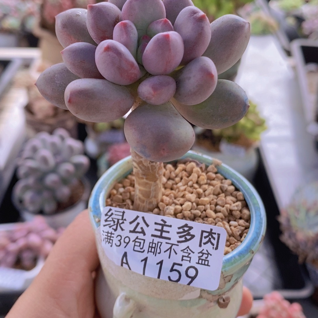 仙子奶1159多肉植物