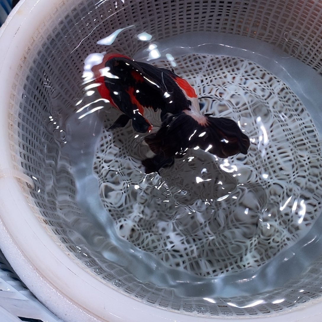 清***雨海水鱼1条玛丽玛丽玛丽