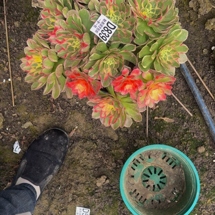 海燕花花25-36包邮花花