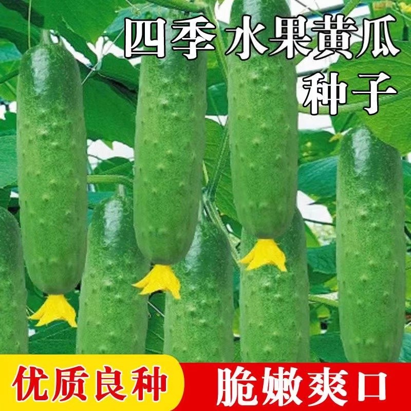 满地爬水果黄瓜种子小黄瓜种籽春秋盆栽天气家庭庭院蔬菜种子