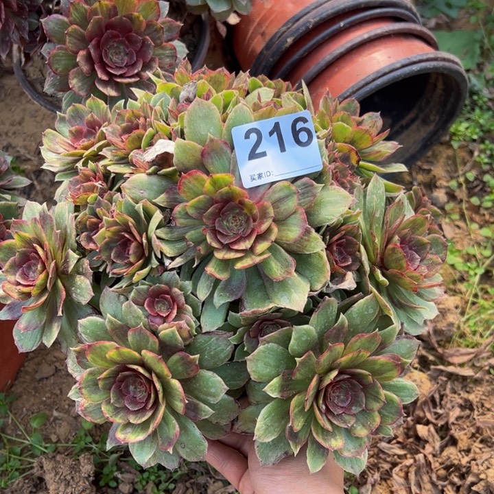 红霞多肉植物216