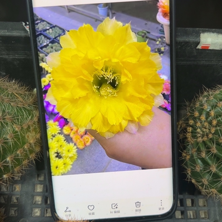 46彩草T57斑歪无根侧芽4公分左右20包邮