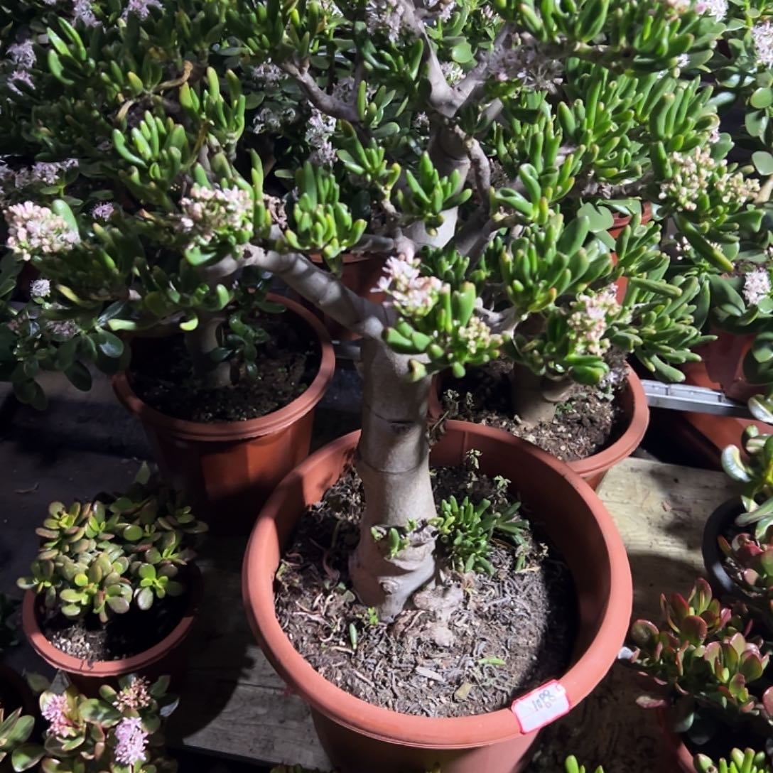 信***仰稀有吸财树大➕小送招财猫一个1088