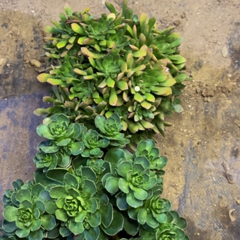 两盆多肉植物5235