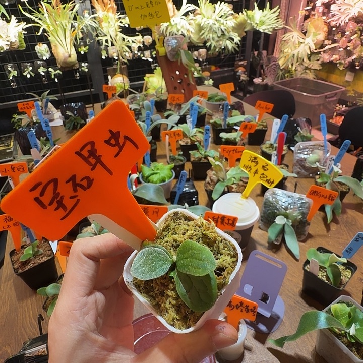 无花朵鹿野直播间竞拍宝甲