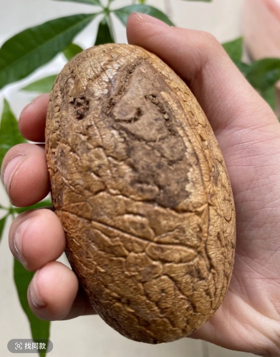 【霸王果】精品超大果-包打孔穿绳