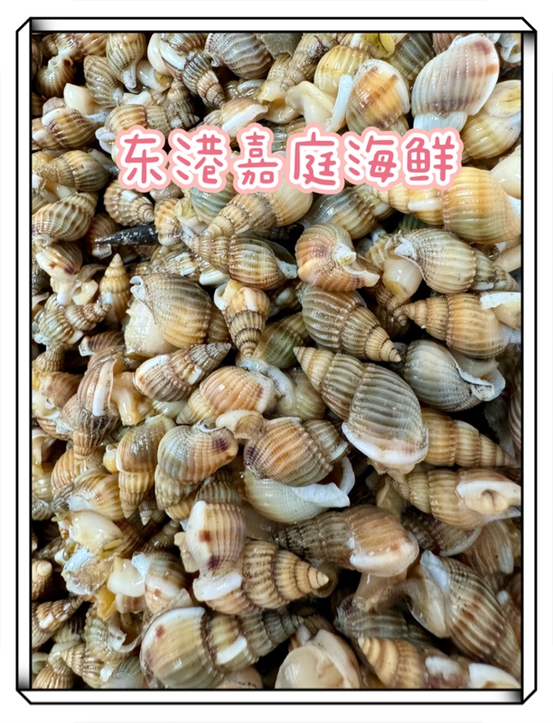 [大中号]东港海螺丝海锥海瓜子包鲜包活包肥包无泥无沙顺丰包邮