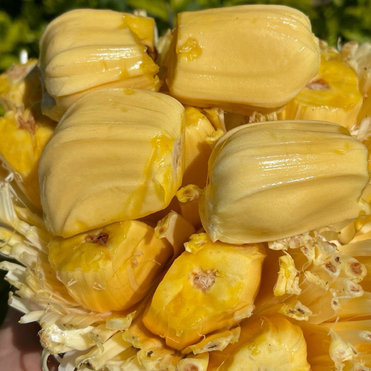 【全疆包邮】越南黄肉菠萝蜜