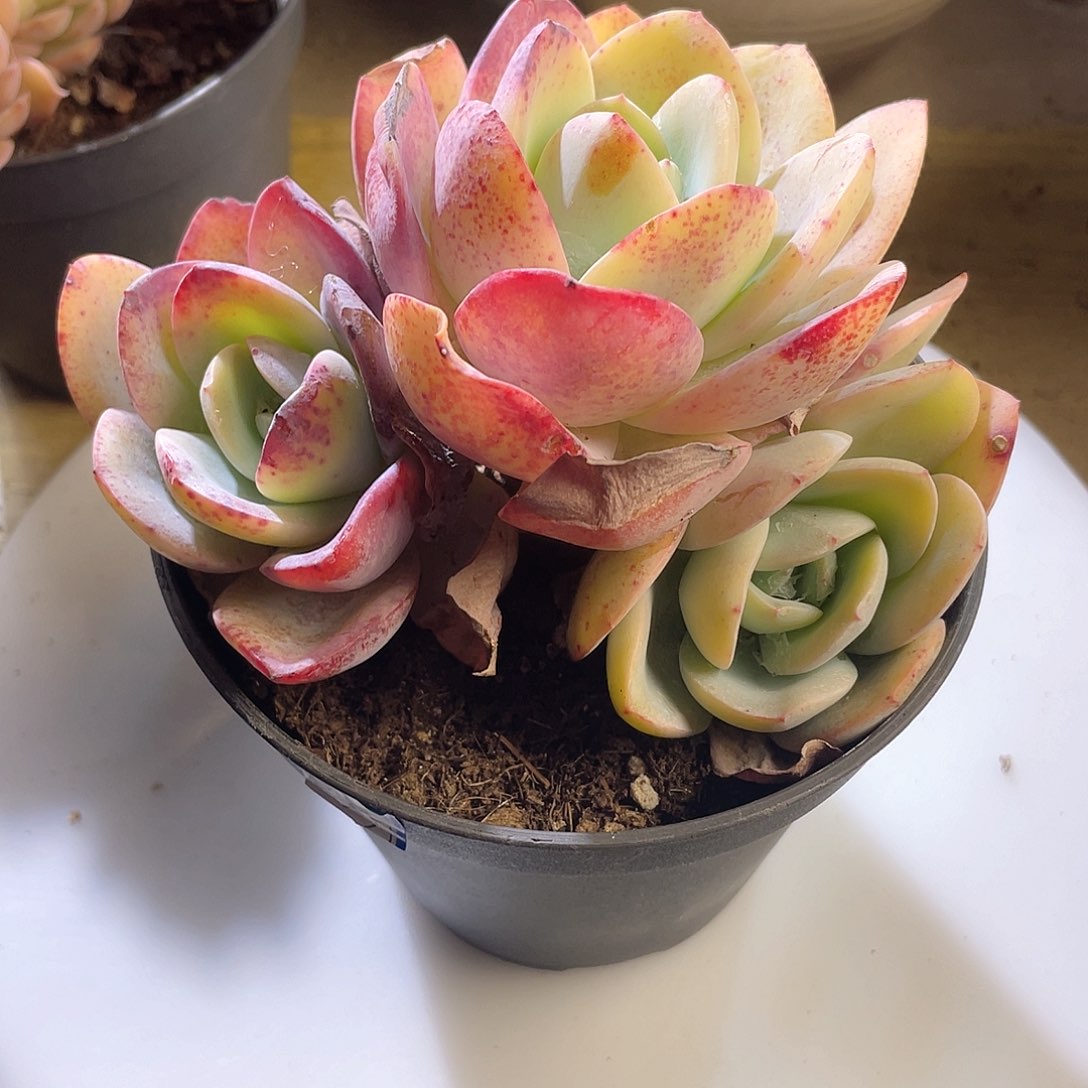 2223  布鲁兰 六月六