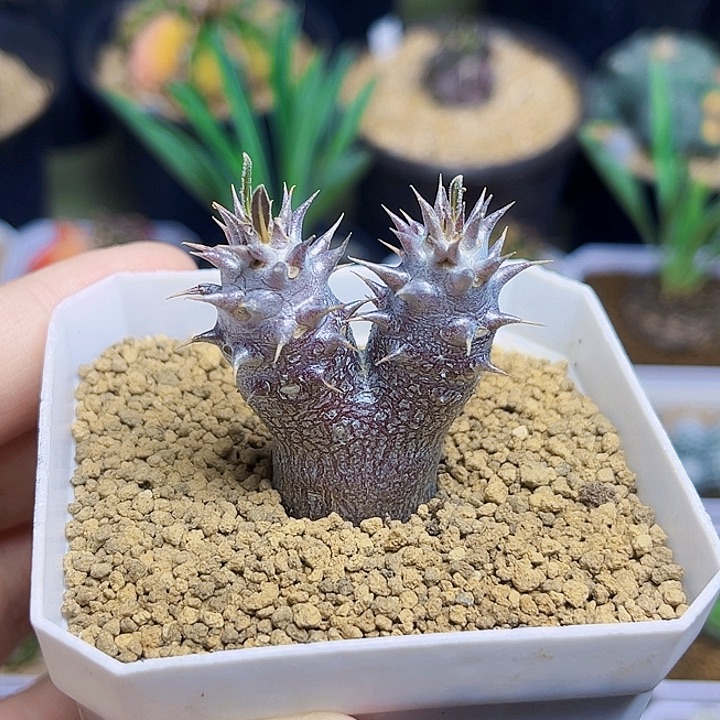 双头大黑一颗一颗