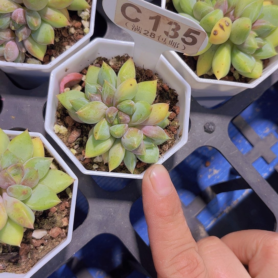 C135红象牙一物一拍