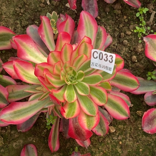 033美杜莎多肉植物