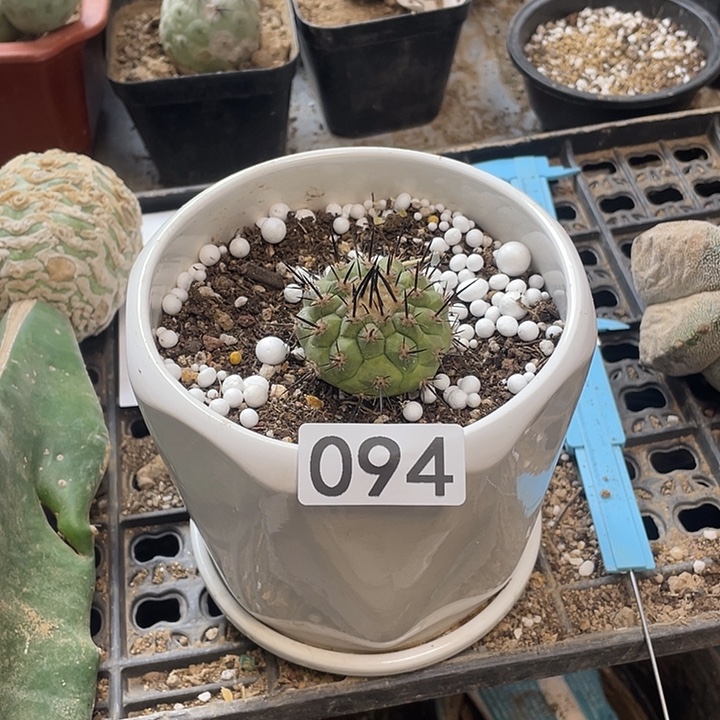 仙人球黑王丸94号