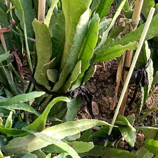 小***鱼完全开放令箭何花玫红