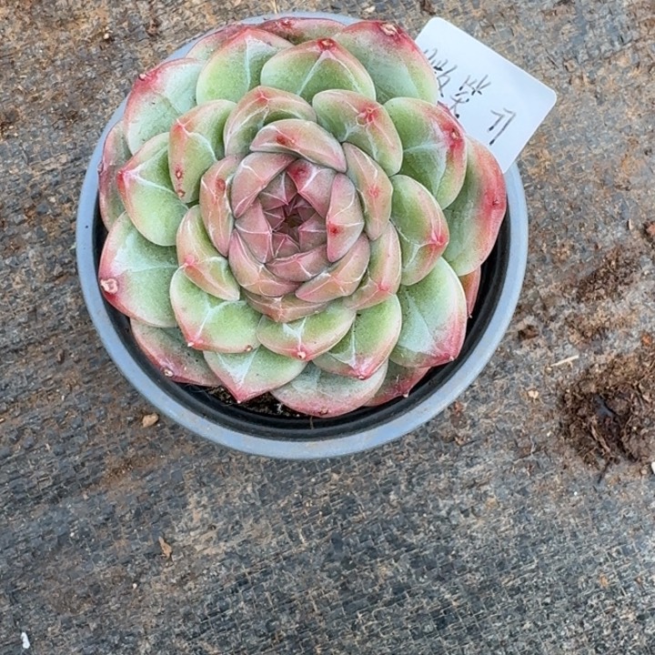 微***精品多肉植物官服6厘米