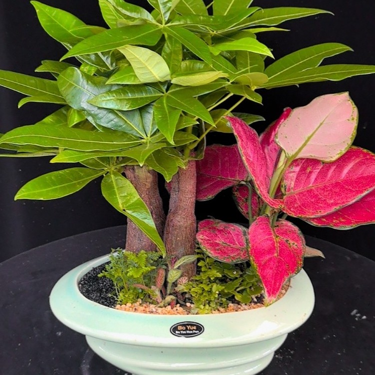 八方来财鸭脚木室内阳台茶室桌面植物绿植盆栽花卉发财树苗招财树