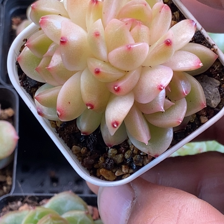 天官赐福百无禁忌