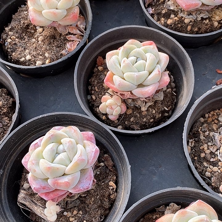 04冰玉单头 福利多多