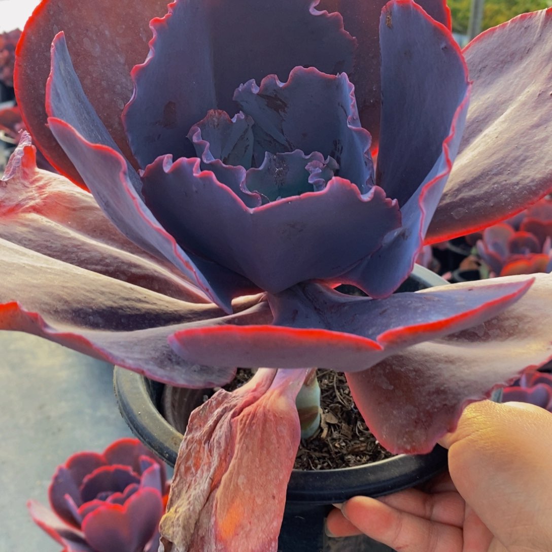 天空之城大单头多肉植物