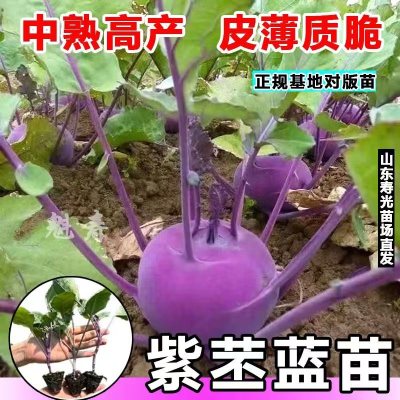 新鲜紫苤蓝蔬菜秧苗脆甜可口四季种植蔬菜秧苗