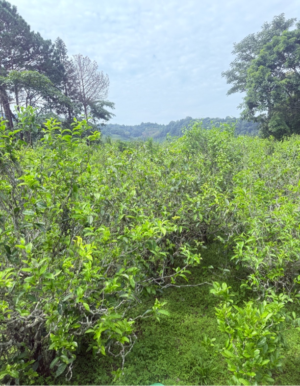 梅子树田、2023年大包包头春头采果香蜜香普洱茶