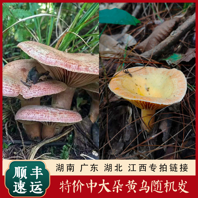 湖南 广东 湖北 江西 枞菌谷熟菌专拍链接