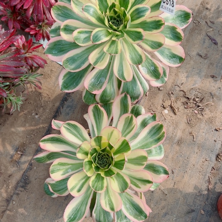 Y*518。520燕姿多肉一起玩