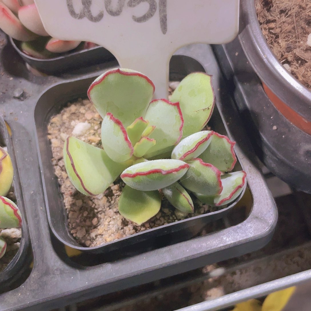 巧克力边线a031一物一拍